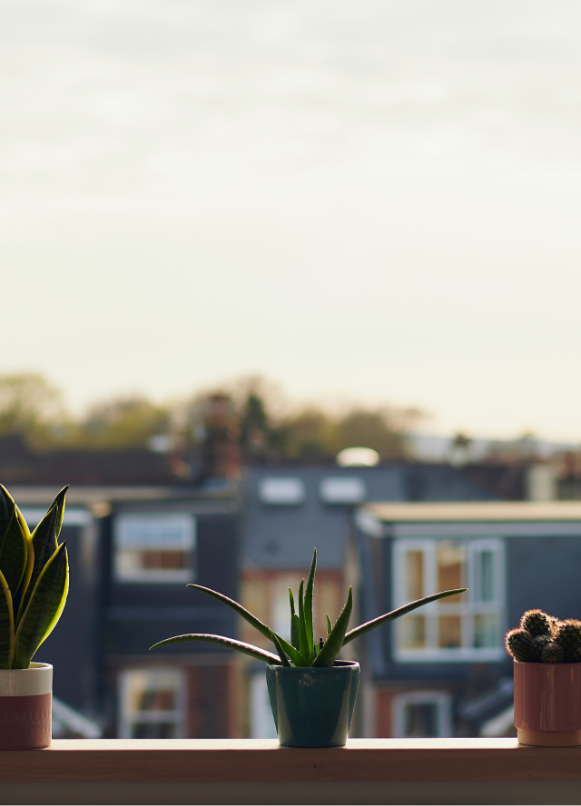 Cactus plants