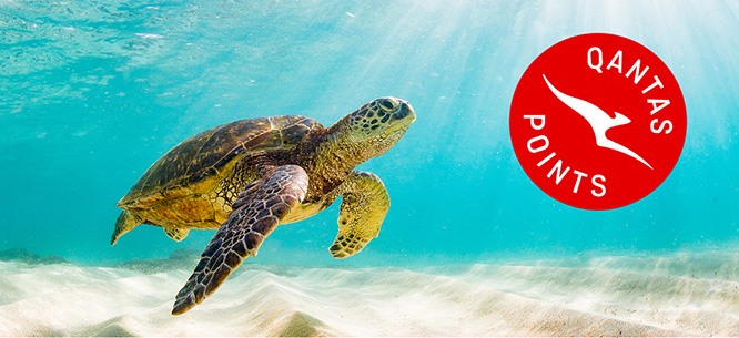 Turtle swimming along ocean floor