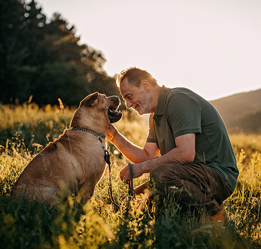 A man kneels in a sunlit grassy field, gently petting a seated dog, with rolling hills and trees softly lit in the background.