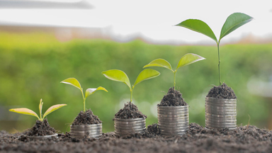 Plant growing like investment